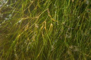 Widgeon Grass