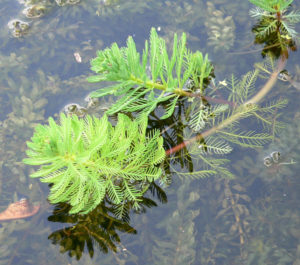 Myriophyllum Aquaticum